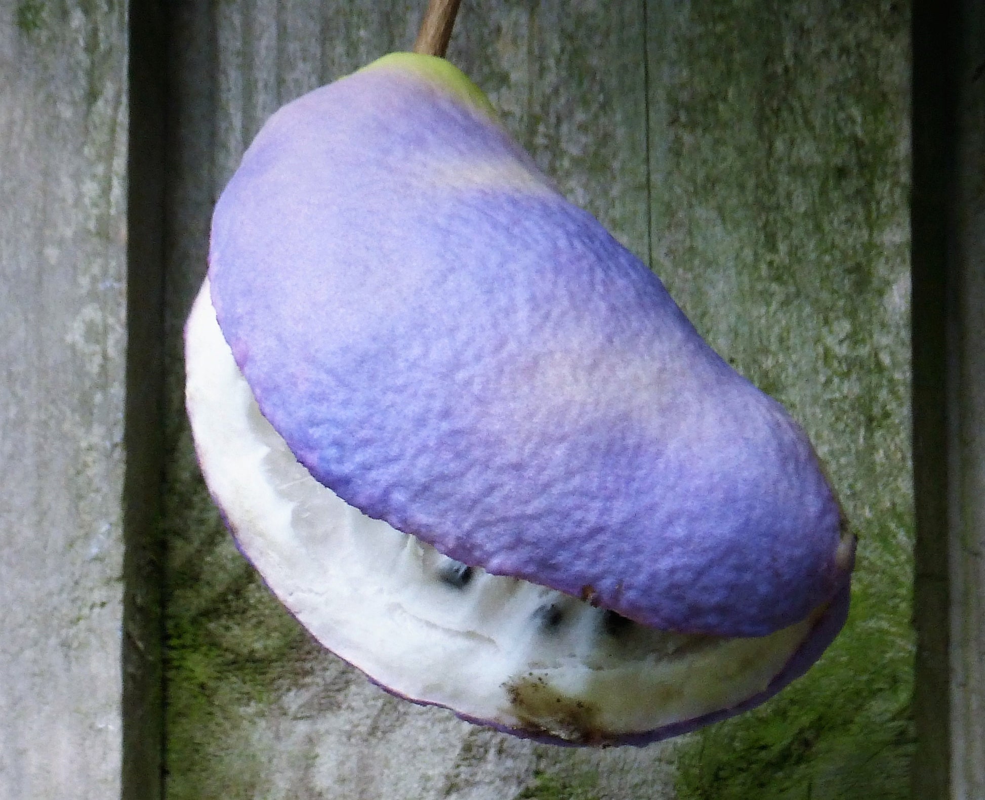 Bulk CHOCOLATE VINE Edible Fruit Akebia Quinata Fragrant Flower Seeds