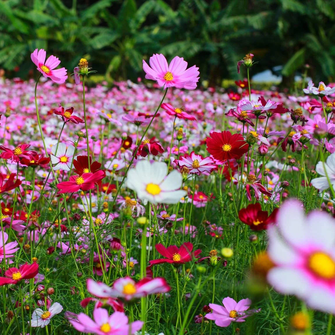  Mix Cosmos Flower Seeds