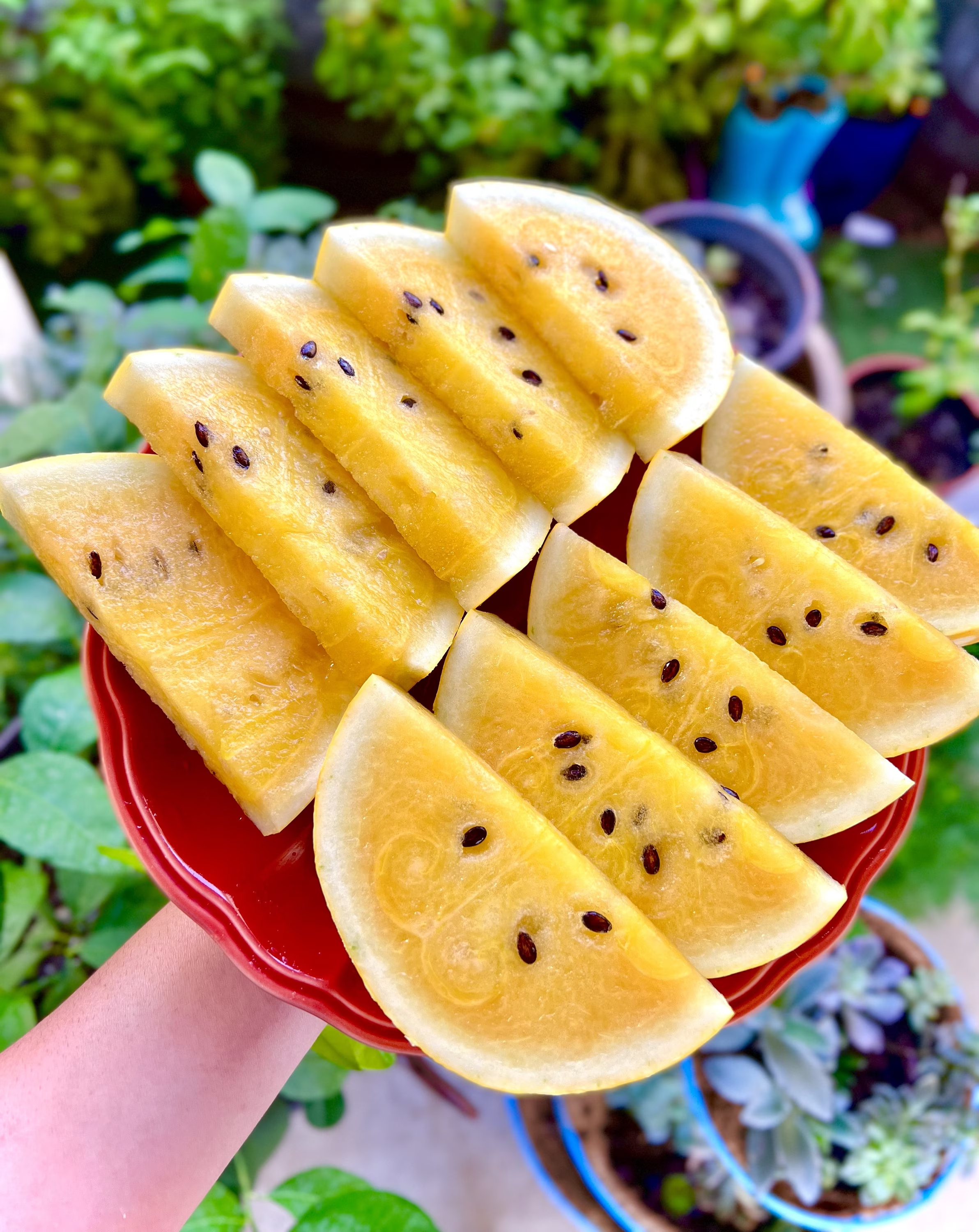 Gold in Gold Hybrid Watermelon Seeds