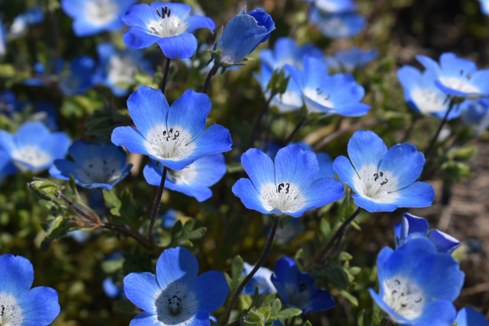 Baby blue eyes &ndash; Walqaqsh California native seeds