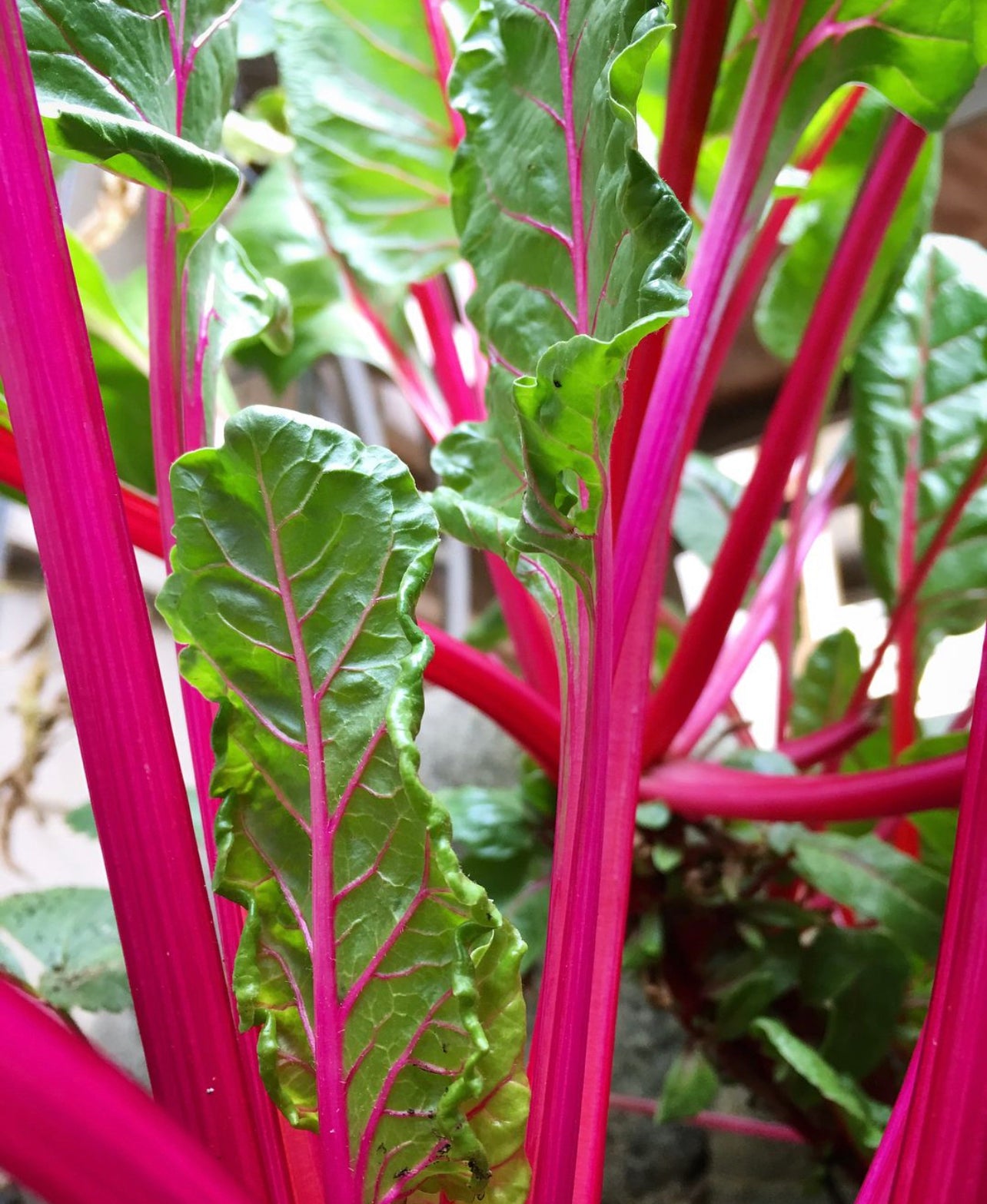 Pink Lipstick Swiss Chard Seeds 