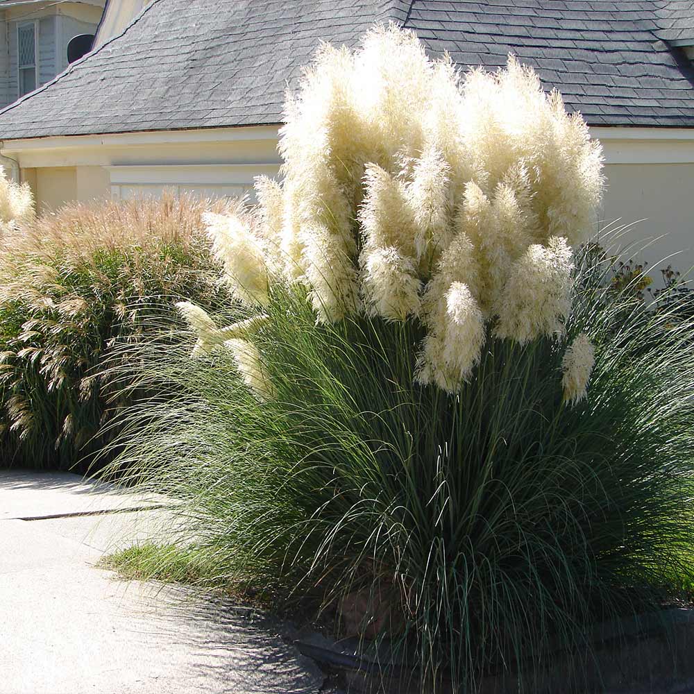 ✨Garden Favorite🌾Perennial Pampas Ornamental Grass Seeds