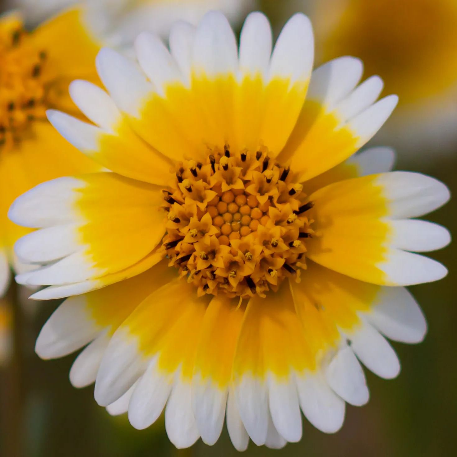 Tidy Tips (Layia Platyglossa) Seeds Great for butterfly and hummingbird gardens