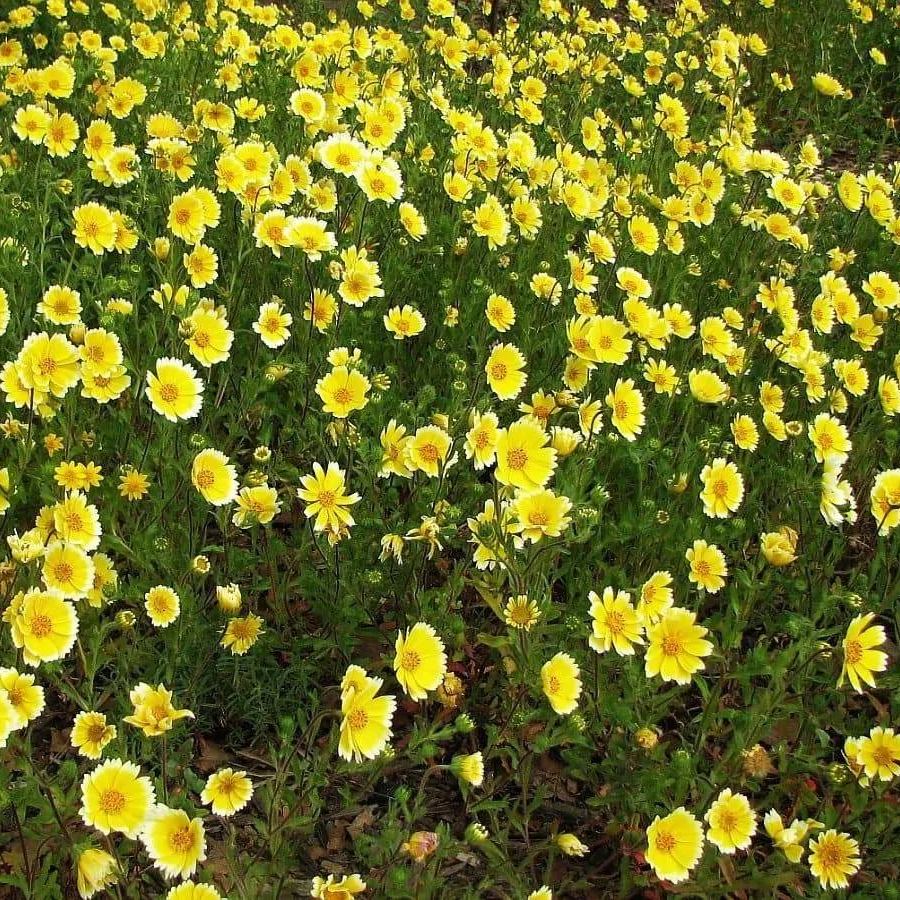 Tidy Tips (Layia Platyglossa) Seeds Great for butterfly and hummingbird gardens