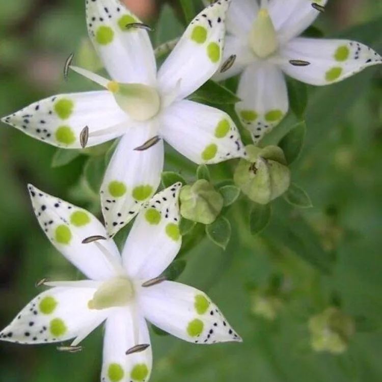 282 / 10 Swertia Seeds Climber Flower Seeds Rare Plant Seeds Plantseeds Seeds