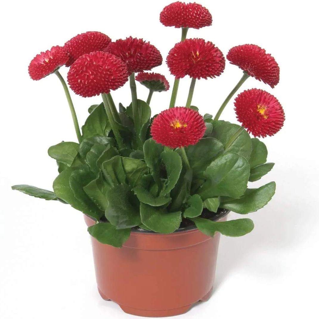 200 pcs Bellis Perensis, Daisy Red - Flower Seeds