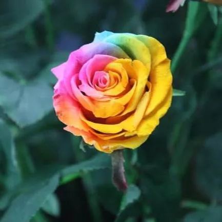 Rainbow Rose Seeds