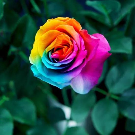 Rainbow Rose Seeds