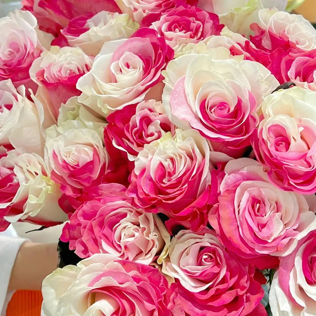 Fuchsia white rose seeds - Cozy Beauty