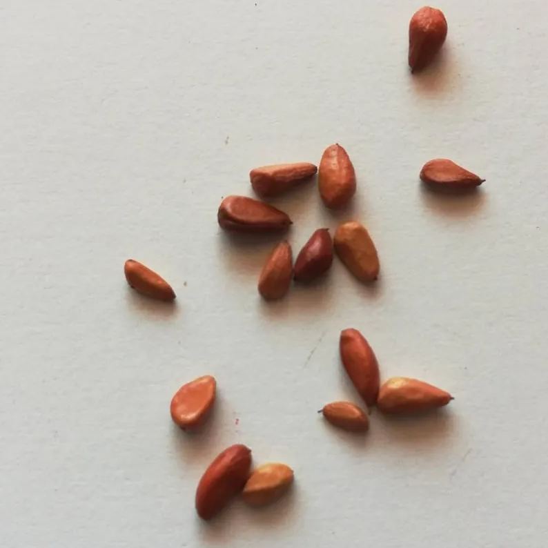 Fuchsia white rose seeds - Cozy Beauty