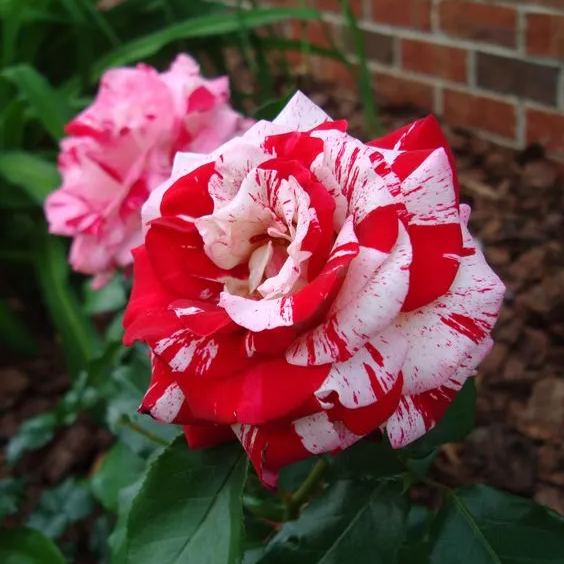 Rose red white Miniature Rose