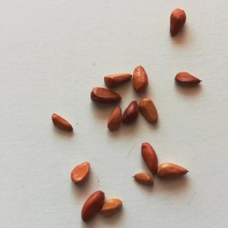 Cascading Roses in Red and White Seeds