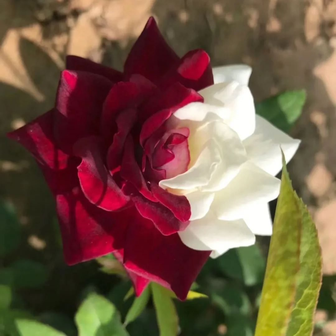 Rare Twin Roses - Seeds