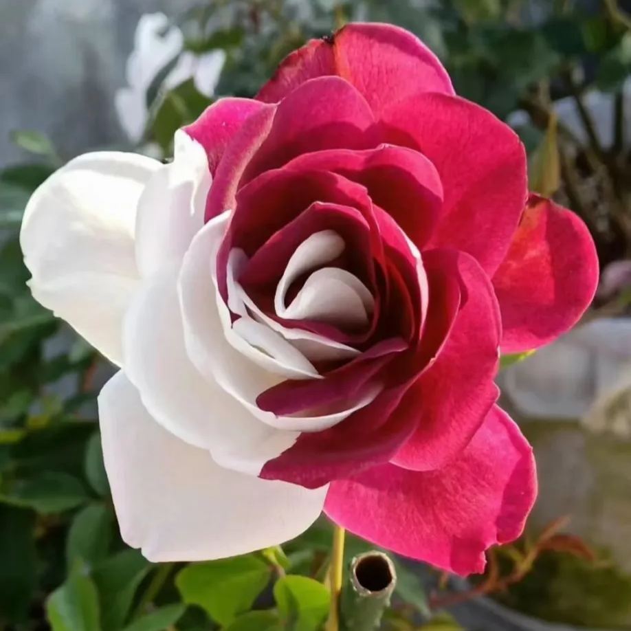 Rare Twin Roses - Seeds