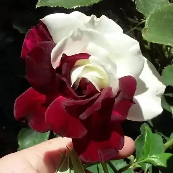 Rare Twin Roses - Seeds