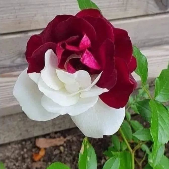Rare Twin Roses - Seeds