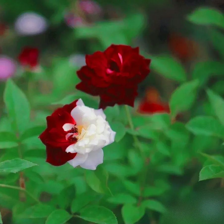 Rare Twin Roses - Seeds