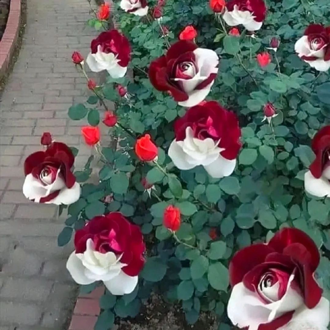 Rare Twin Roses - Seeds