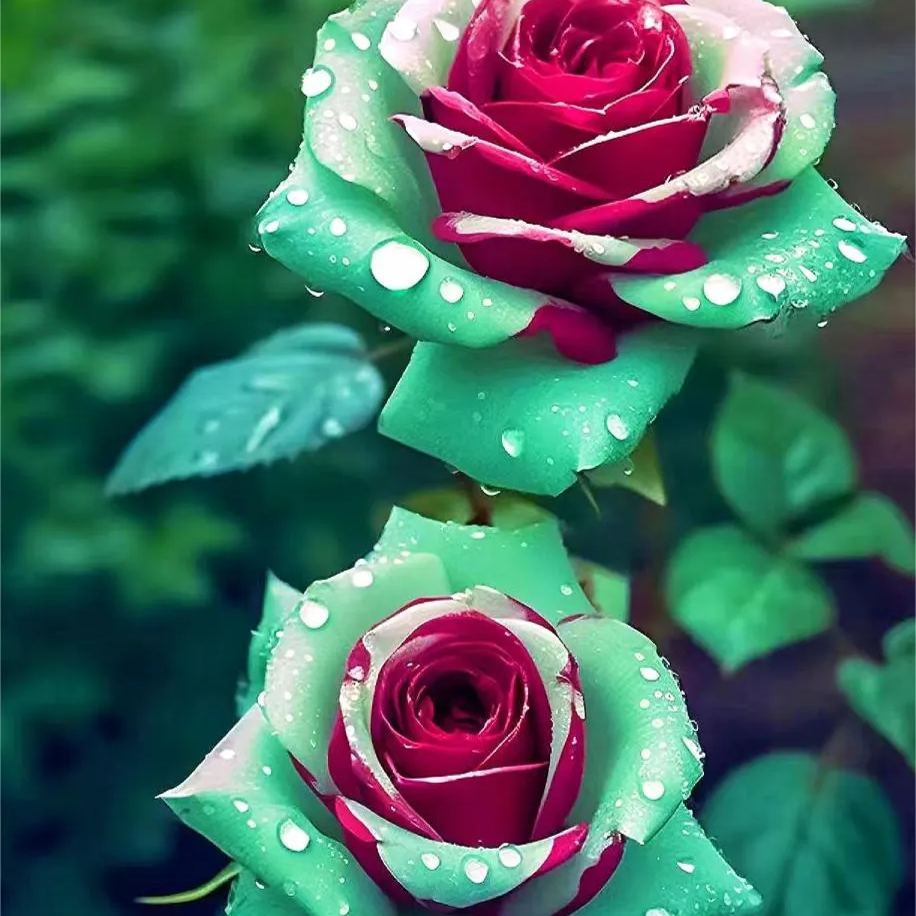 Ruby Green Twin Roses