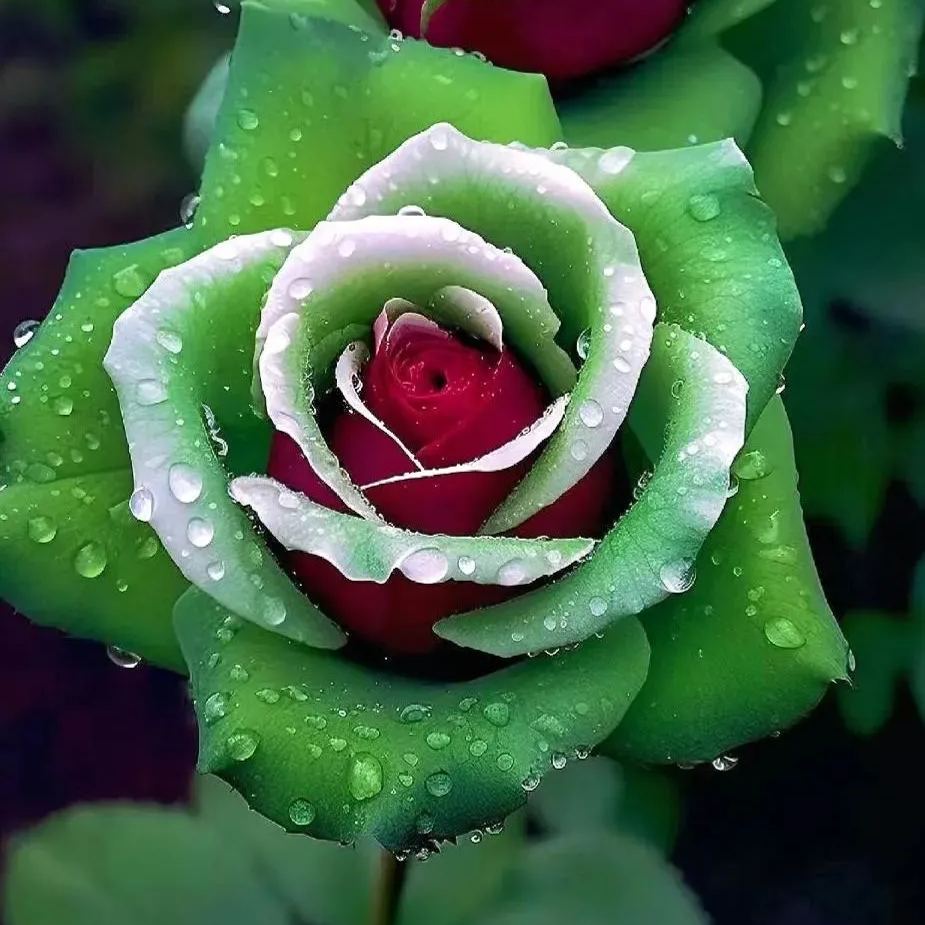 Ruby Green Twin Roses