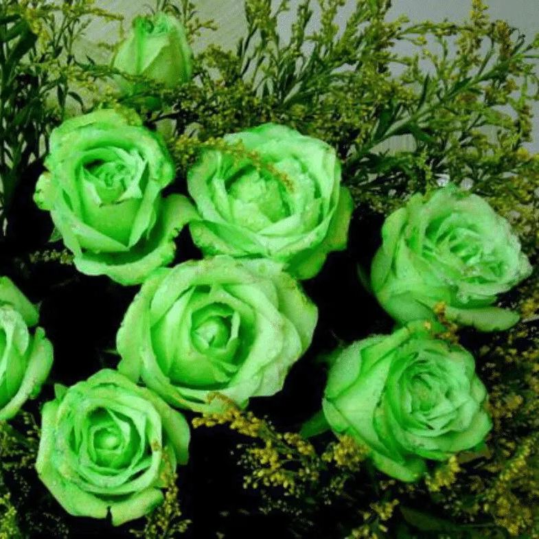 Green Rose Flower Seeds
