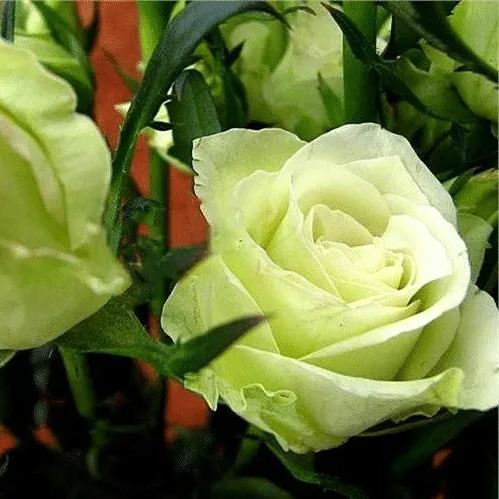 Green Rose Flower Seeds