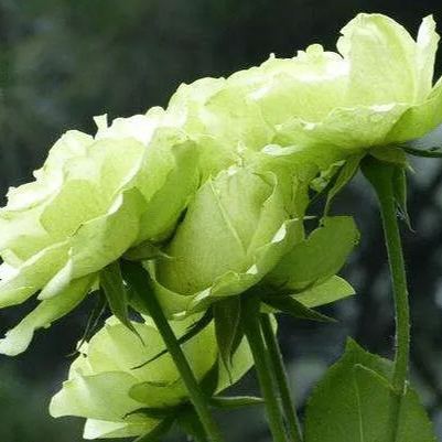 Green Rose Flower Seeds