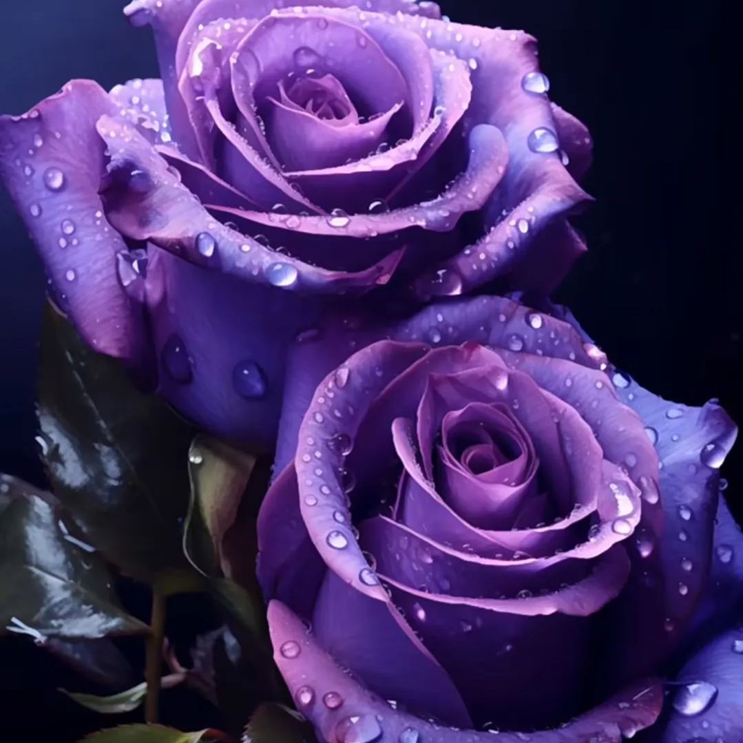Rare Purple Rose Plant Seeds for Home Gardens