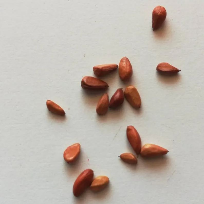 Gold Red Rose Seeds