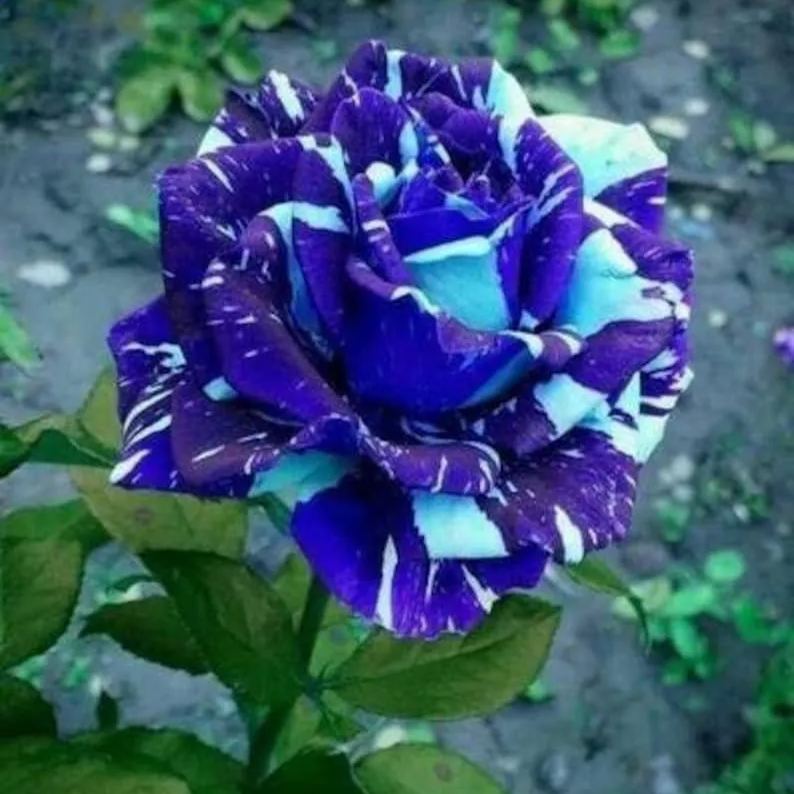 Blue Dragon Rose Seeds