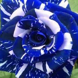 Blue Dragon Rose Seeds