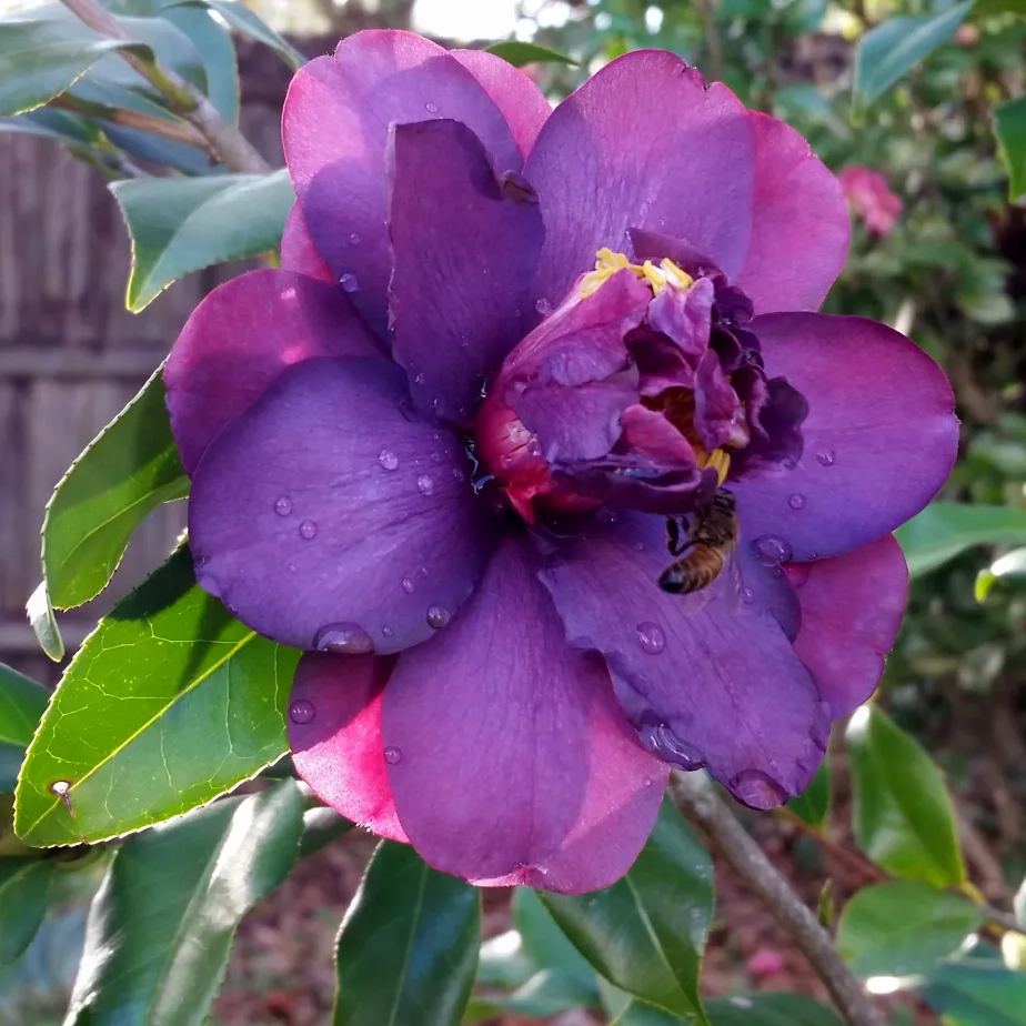 Purple Blue Camellia Flower purple-blue-camellia-flower
