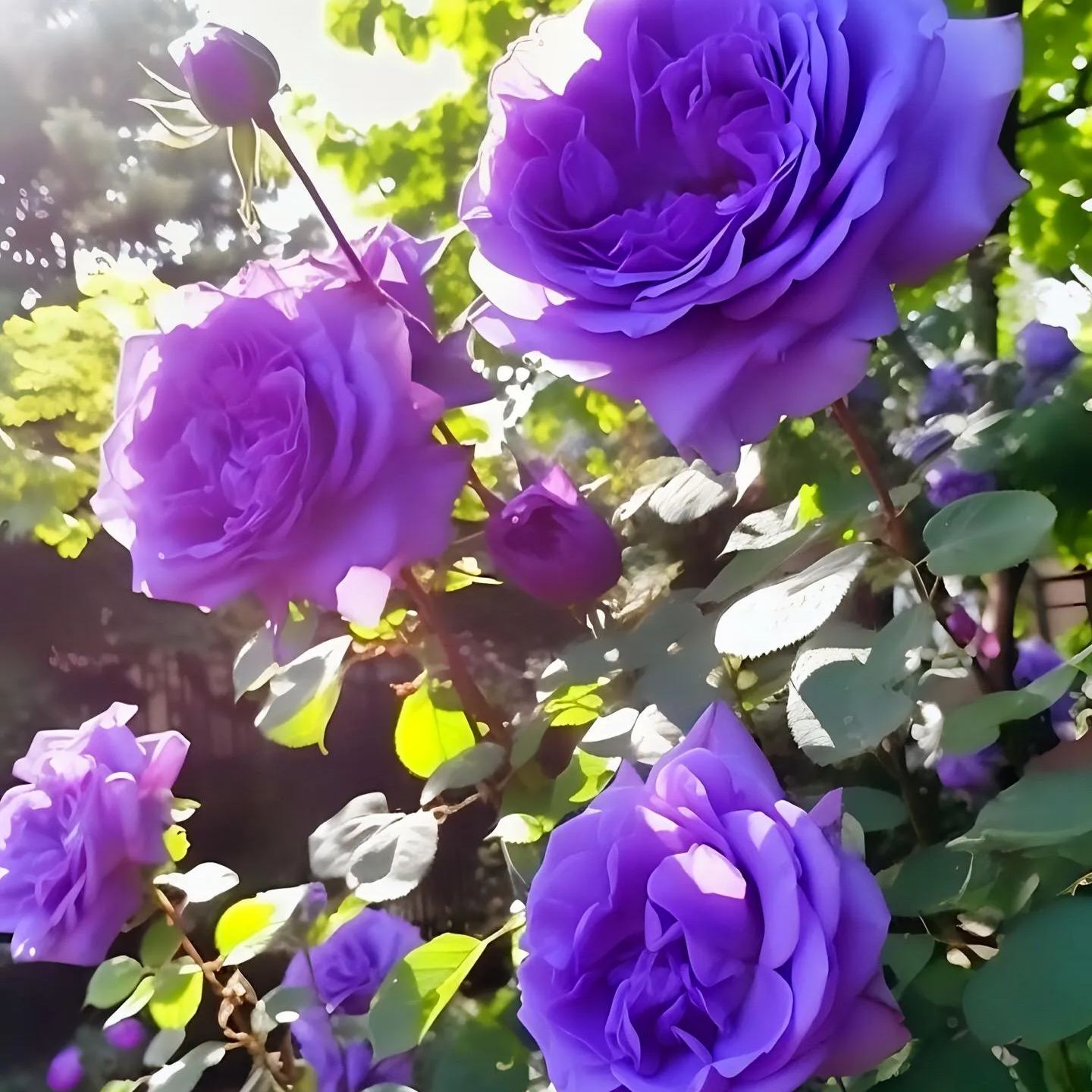Rare Purple Rose Plant Seeds for Home Gardens