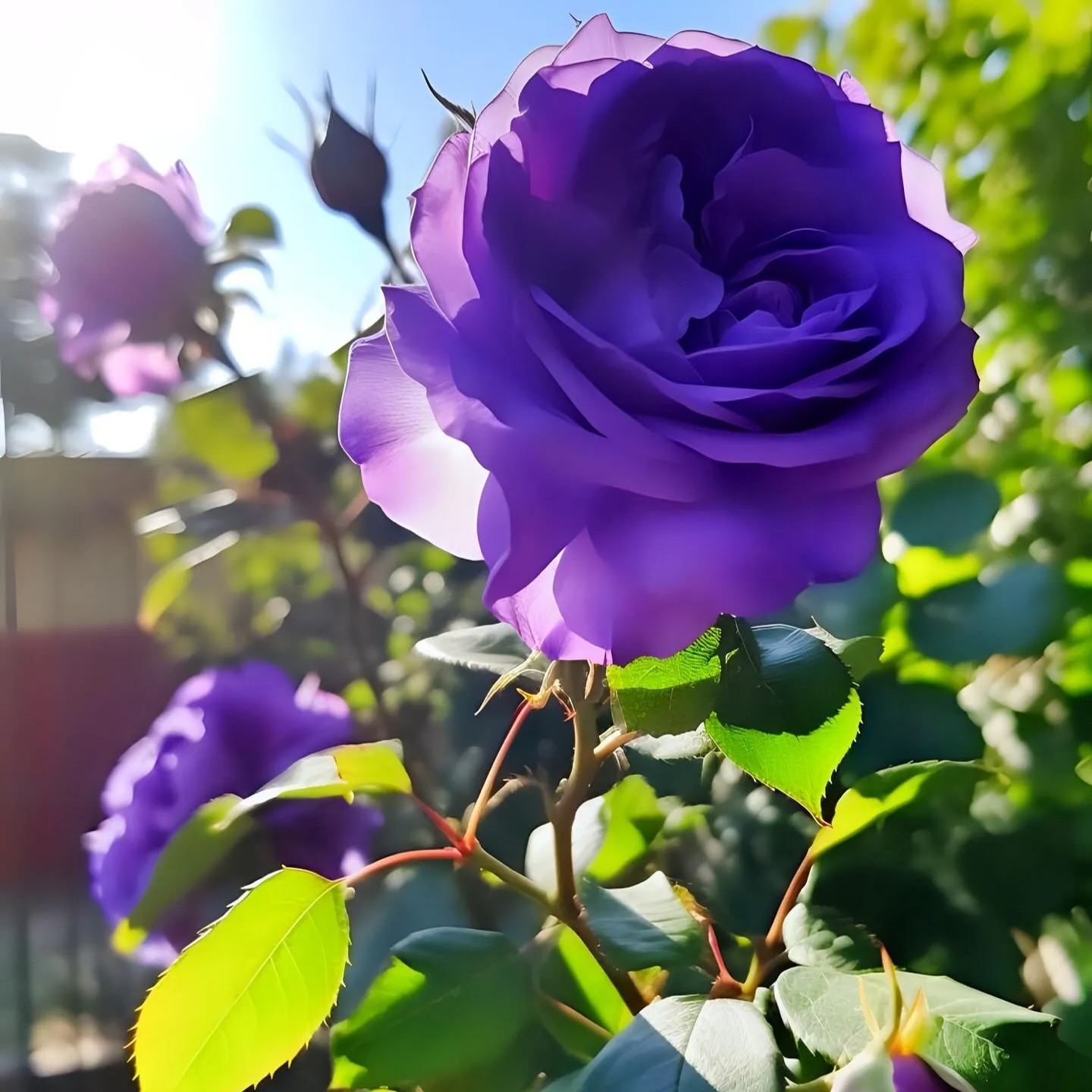 Rare Purple Rose Plant Seeds for Home Gardens