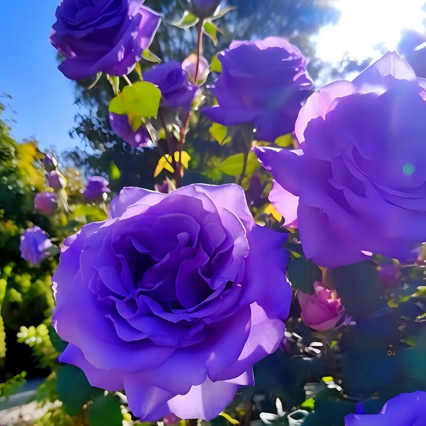 Rare Purple Rose Plant Seeds for Home Gardens