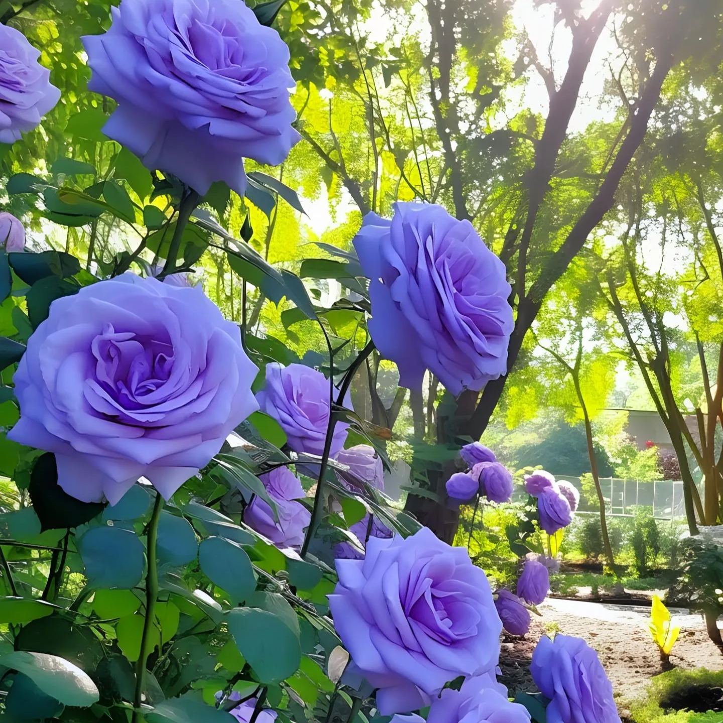 Rare Purple Rose Plant Seeds for Home Gardens