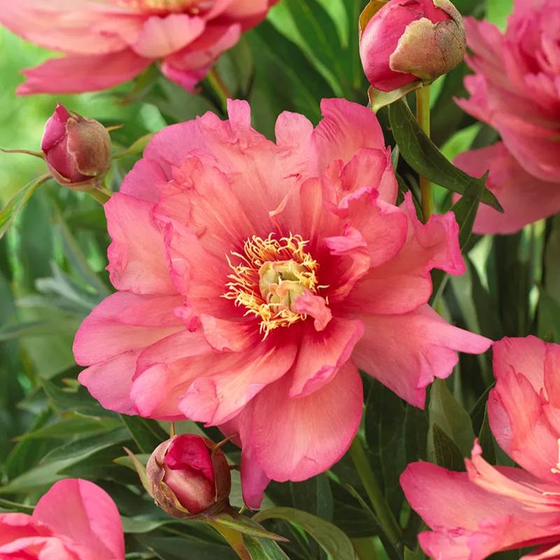 Peony 'Hillary'
