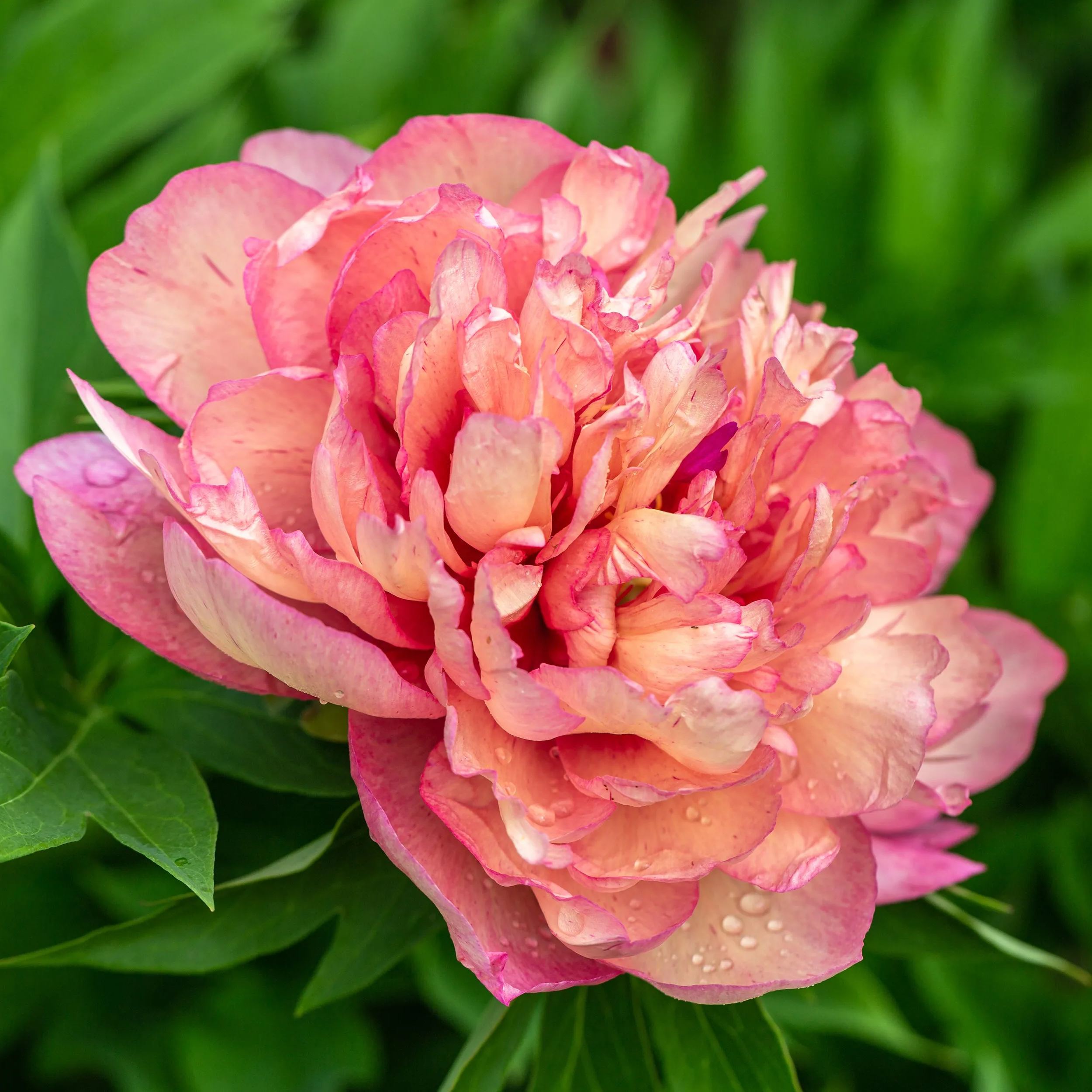 Peony 'Hillary'