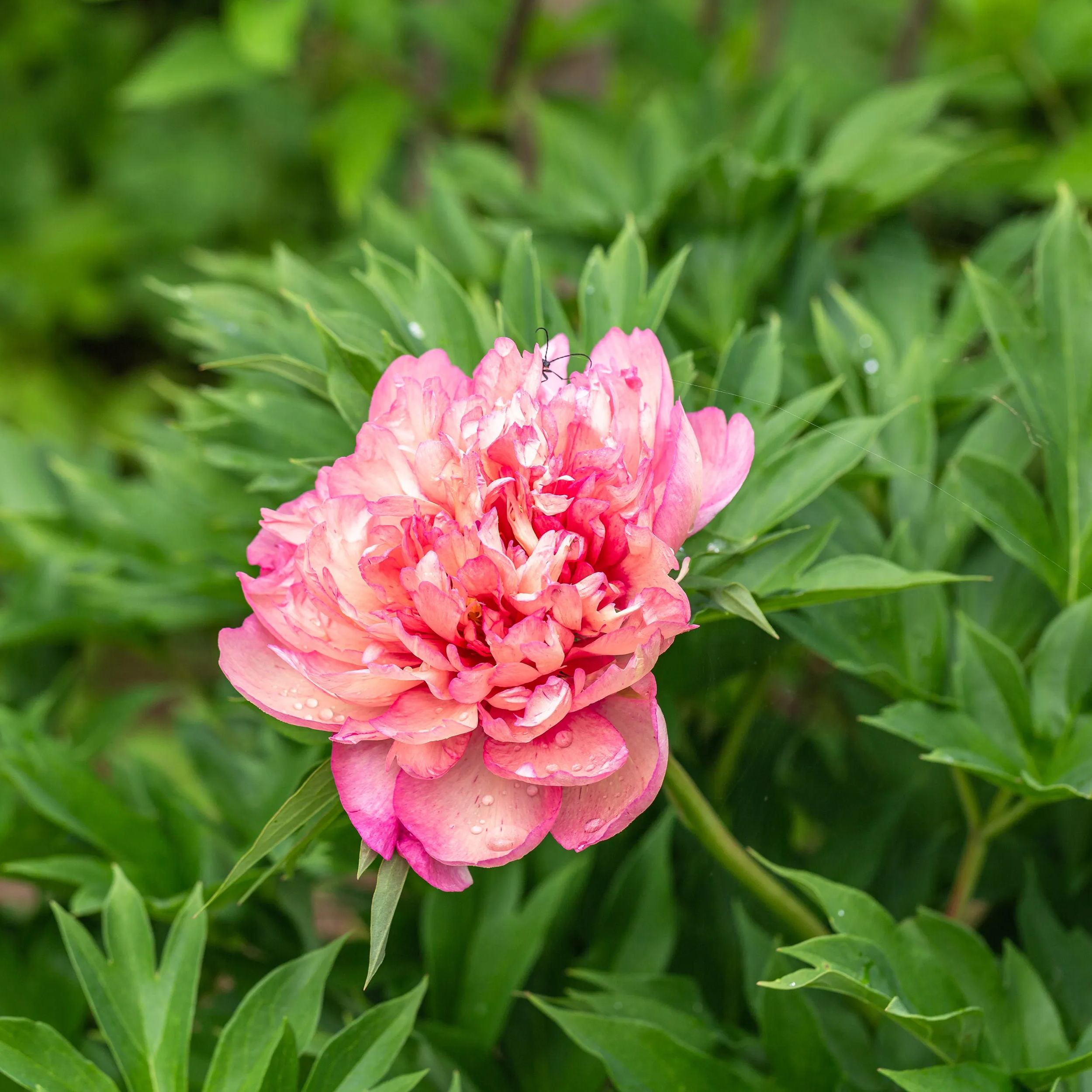 Peony 'Hillary'