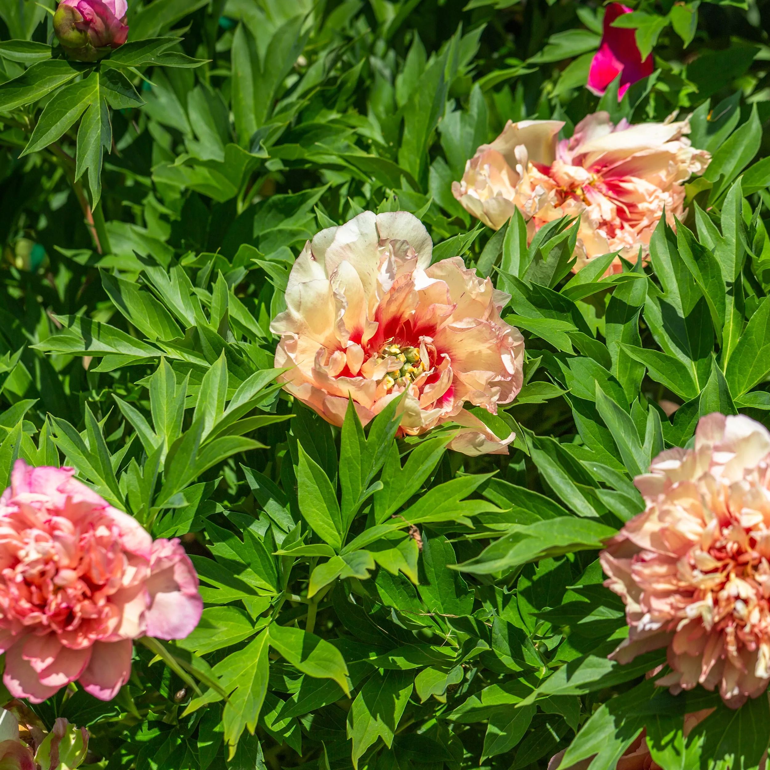 Peony 'Hillary'