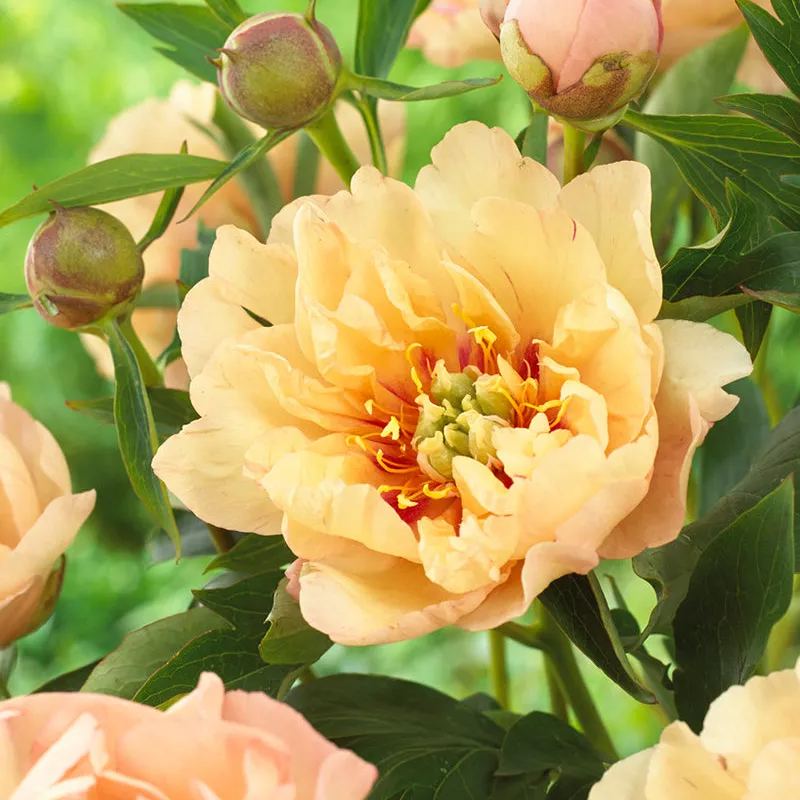 Peony 'Canary Brilliants'