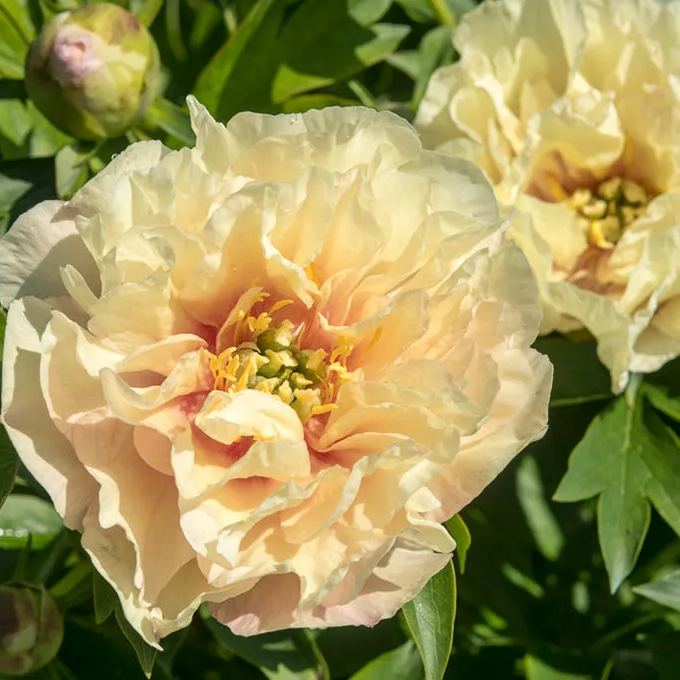 Peony 'Canary Brilliants'
