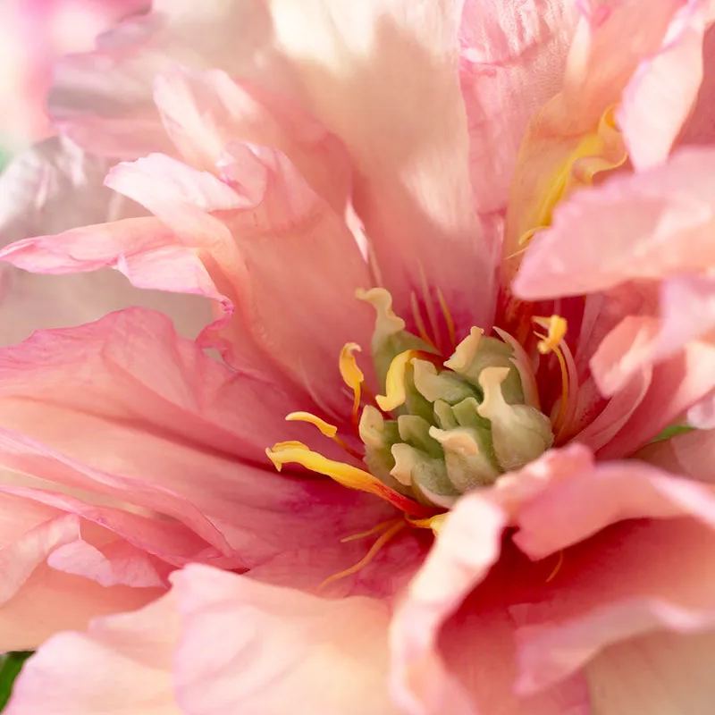 Peony 'Canary Brilliants'