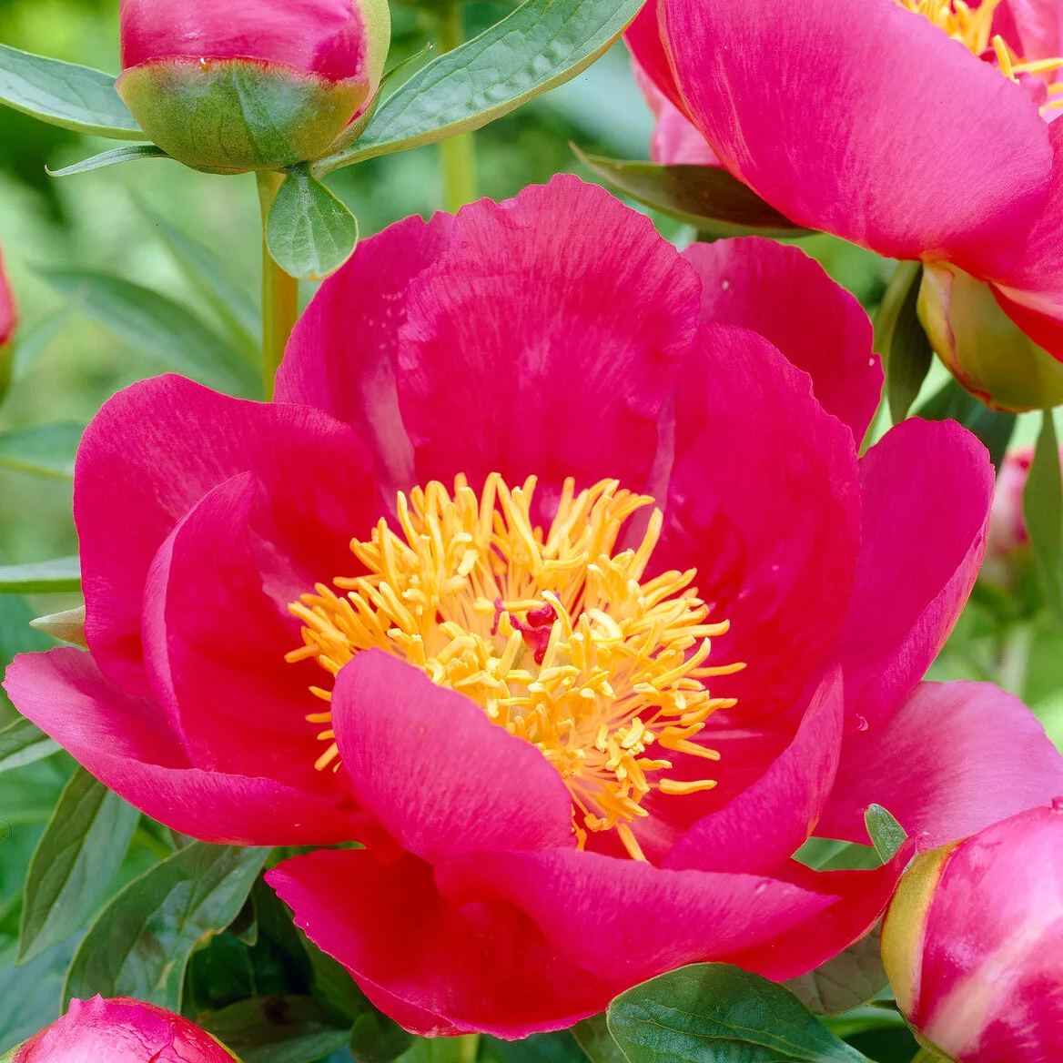 Peony 'Flame'