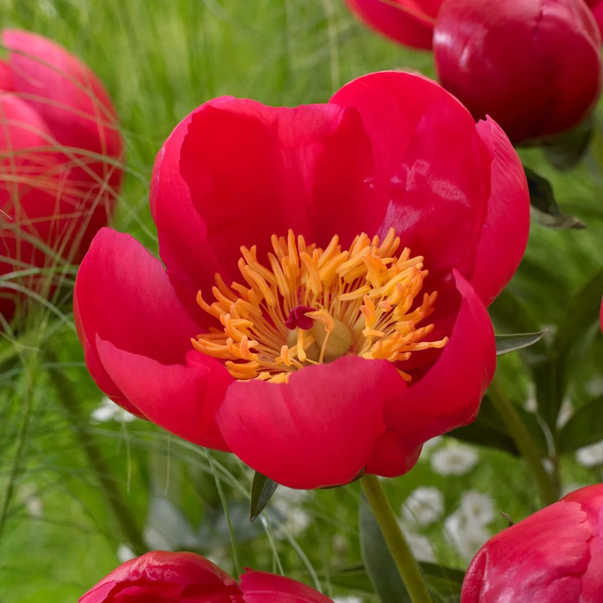 Peony 'Flame'