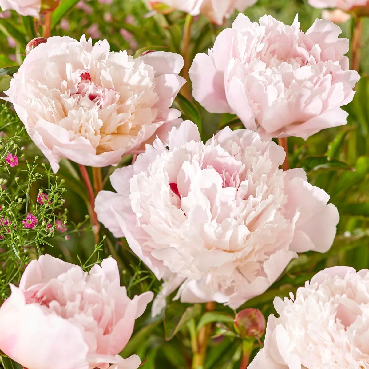 Peony 'Immaculée'