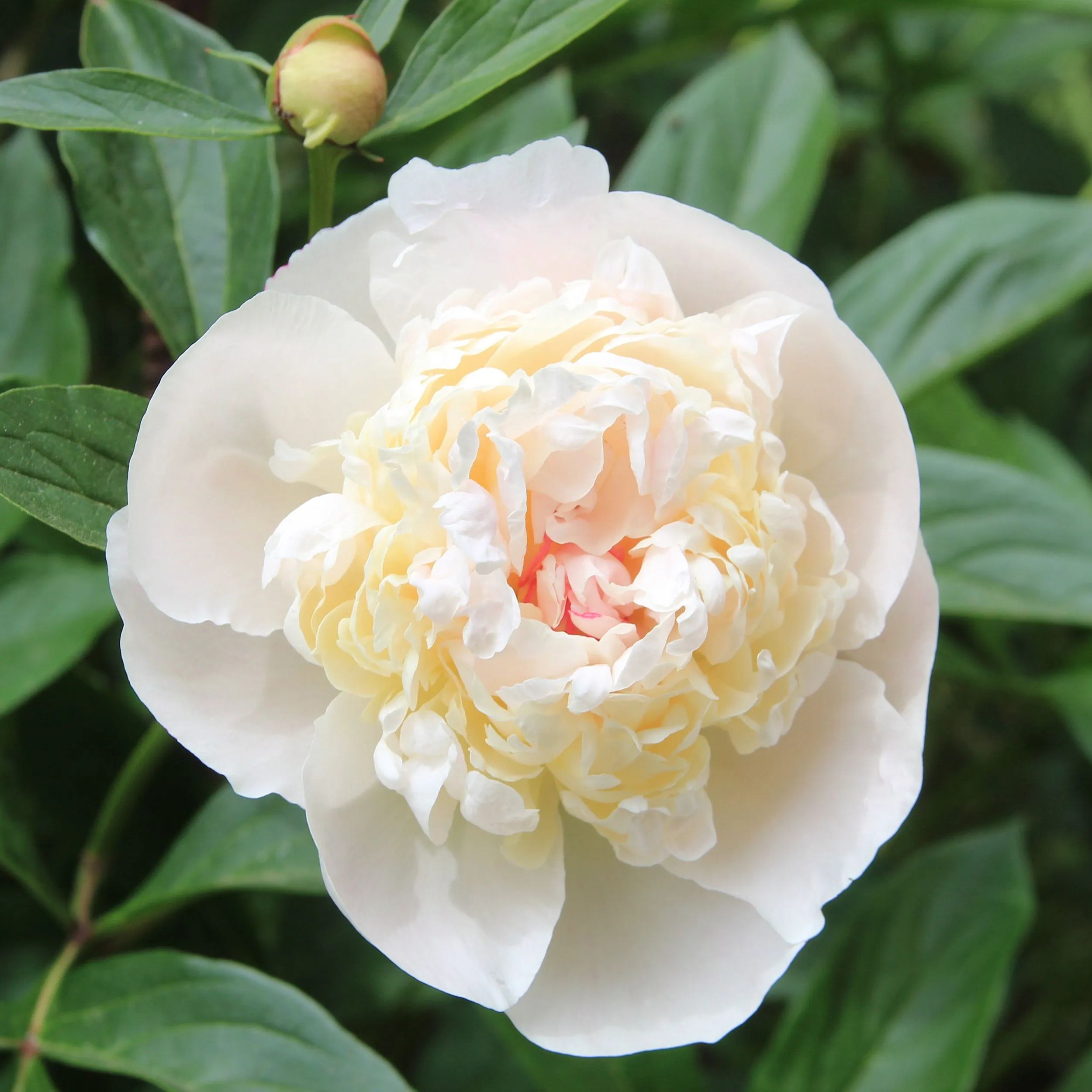 Peony 'Immaculée'