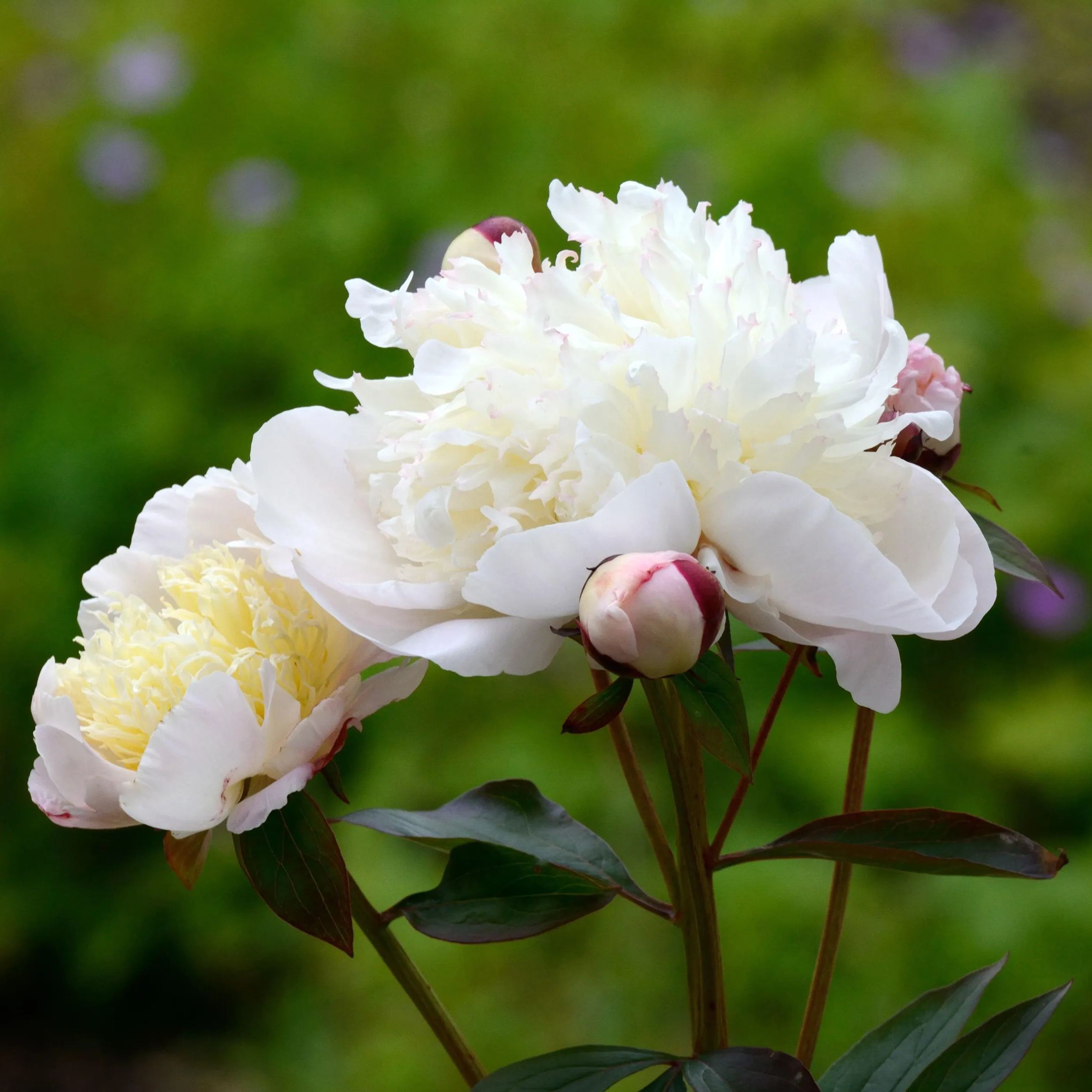 Peony 'Immaculée'