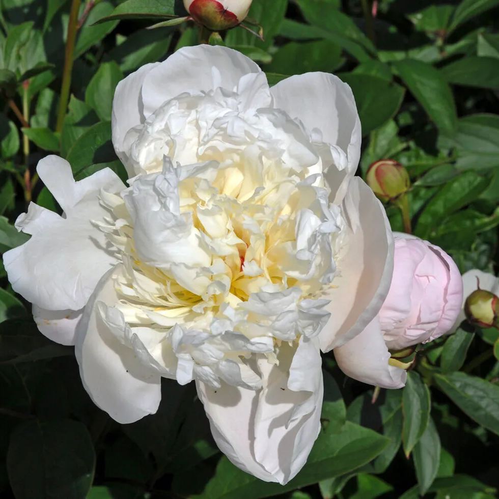 Peony 'Immaculée'
