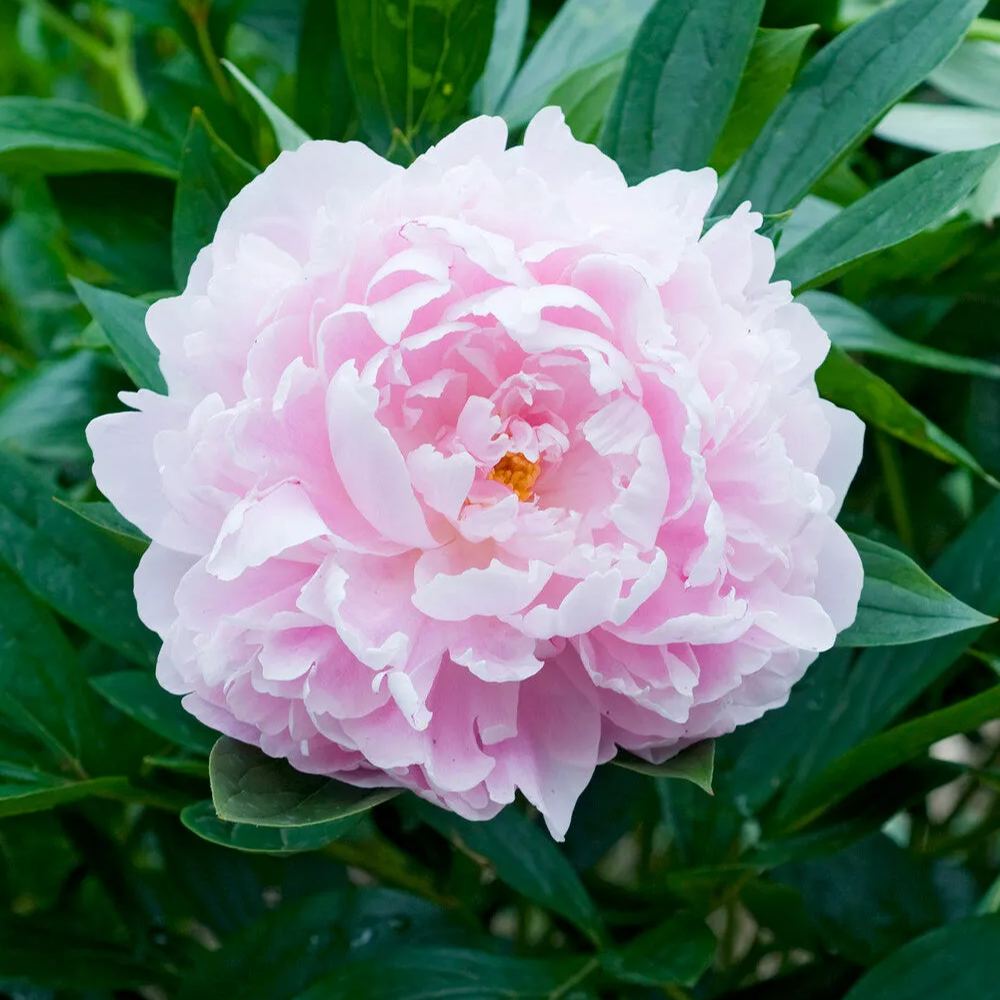 Peony 'Immaculée'